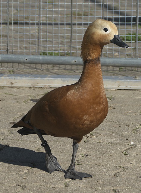 生活